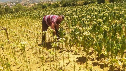 Tütün tarlalarında mesai başladı! Saatlik ücretleri 200 lira - Ekonomi