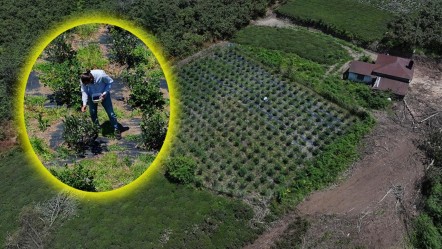 Dededen kalma atıl araziye ekti! Kilosunu 500 liradan satıyor - Ekonomi