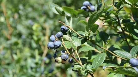 Dededen kalma araziyi verim deposuna çevirdi! Hasat başladı, kilosunu 500 liradan satacak - Ekonomi