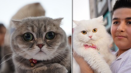 Kedi festivalinden hayran bırakan görüntüler! En güzelleri bir araya geldi - Yaşam