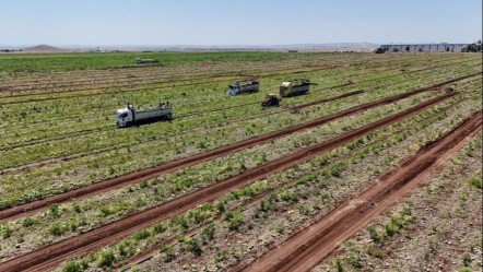 Sıcak havalar talepleri patlattı! Tarlada kilosu 2 liradan satıldı, beklenenin 5 katı ürün çıktı - Ekonomi