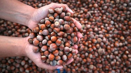 Türkiye fındıktan milyarlarca dolar kazandı - Ekonomi