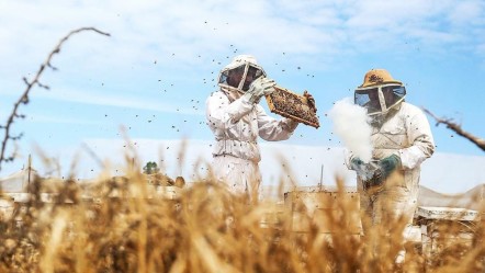 Bir damlası bin emek… Bu ürün rekor fiyata alıcı buluyor! - Ekonomi