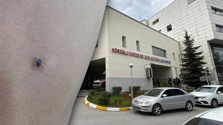 Kene kabusu büyüyor! KKKA'da tedirgin eden artış: Bir kentte daha can aldı - Gündem
