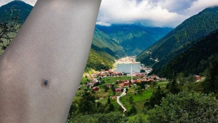Kene ısırmakla kalmıyor bulaşıcı hastalık yayıyor: Karadeniz'de yaşayanlar risk altında - Sağlık