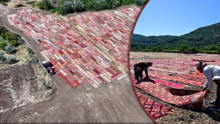 Turistler görmek için akın ediyor! Sıcaklar 40 dereceye ulaştı, tarlalar halıyla kaplandı - Yaşam
