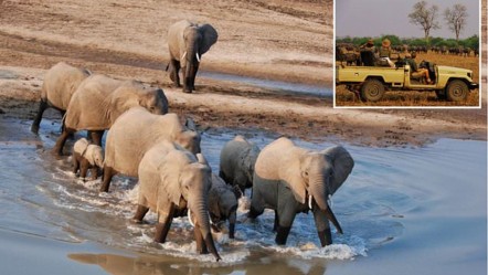 Zambiya'da fil saldırısı can aldı! Safari tutkusu kabusa döndü - Dünya