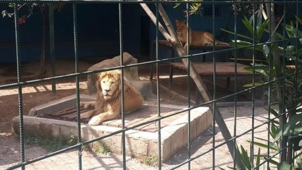 Antalya'da aslan mı kaçtı, aslan öldürüldü mü? Manavgat Hayvanat Bahçesi alarma geçti - Haberler