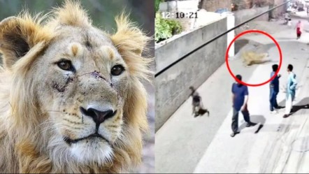 Kaçak aslan sokakta dehşet saçtı! Bilanço artıyor - Dünya