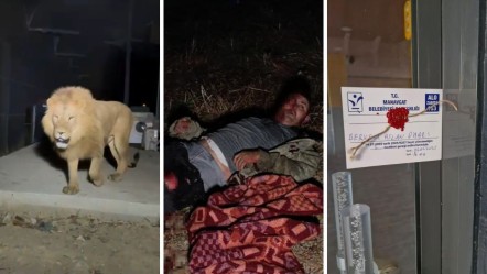 Aslan kafesinden kaçmıştı! Türkiye'nin konuştuğu hayvanat bahçesiyle ilgili yeni gelişme - Gündem