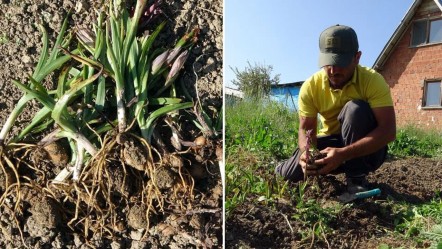 Hasat başladı, üreticisini zengin edecek! Kilosu 3 bin lira... - Ekonomi