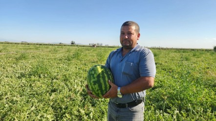 Karpuzun tarla fiyatı bakın kaç lira oldu! Çiftçi toplamak yerine vatandaşa bedava dağıtıyor - Ekonomi