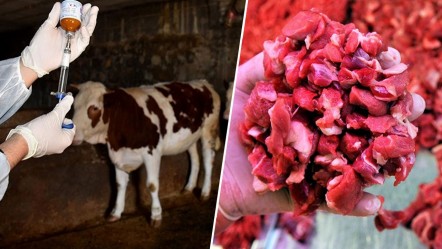 Şap hastalığı sonrası et fiyatları artacak mı? Merak edilen sorunun cevabı belli oldu - Ekonomi