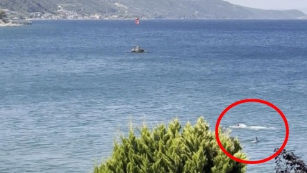 Yalova'da yunus ile vatandaş burun buruna geldi! Gören şaştı kaldı: O anlar kamerada - Yaşam