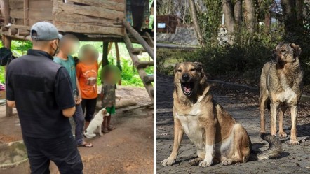 Yürek yakan hikaye! Yalnızlığa terk edilen çocuk havlayarak konuşmaya başladı - Dünya