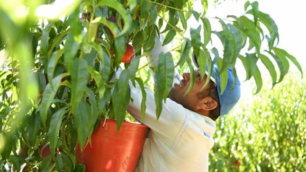 Aromasıyla hayran bırakıyor! Almanya, Rusya ve Orta Doğu'ya gönderilecek! Kilosu 130 lira... - Ekonomi