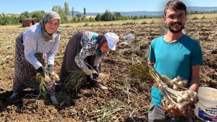 Avrupa tescillemişti! Tarlada hasat başladı... Toplayan günlük 1200 TL kazanıyor - Ekonomi