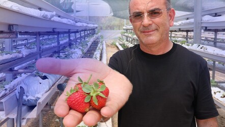 Bu çilek topraksız üretiliyor... Verim 6 kat arttı! İşin içinde Japonlar da var...