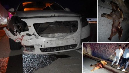 Gümüşhane'de kaza! Otomobil ayıya çarptı - 3. Sayfa