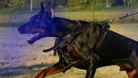Polis, kendisine saldıran Dobermanı öldürmüştü: Köpeğin sahibinden akılalmaz savunma - 3. Sayfa