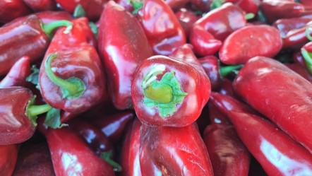 Salçalık biber sezonu başladı! Geçen yılki fiyattan satılıyor - Ekonomi