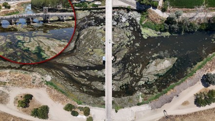 Tunca Nehri'nde ürküten manzara! Bölge tehlike altında, görenler 'acil müdahale' çağrısı yaptı - Yaşam