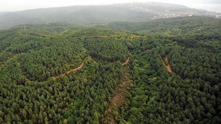 Türkiye'nin orman varlığında büyük artış - Gündem