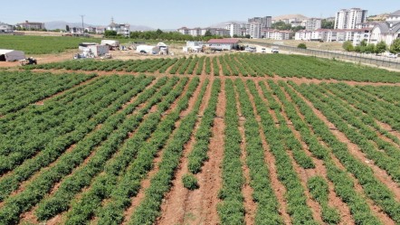 150 dönüme ekildi! Bolluk kapıda, vatandaş ucuza yiyecek: Markette 50 liraysa 25'e satacağız  - Ekonomi