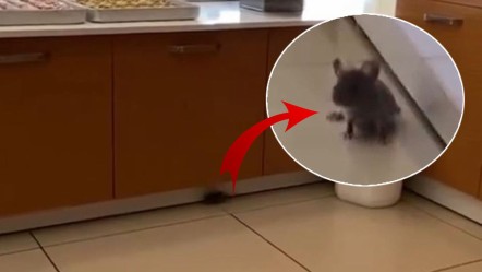 Baklavacıda mide bulandıran görüntü! İşletme sahibi suçu eski personele attı - 3. Sayfa