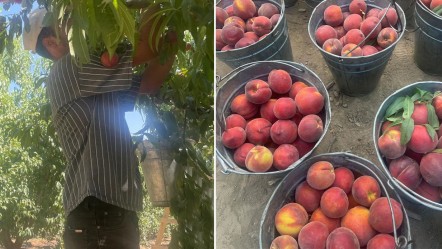 Çiftçiyi memnun eden hasat başladı! Kilosu tarlada 100, markette 200 lira - Ekonomi