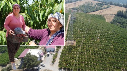 Don vurmuştu, hasat başladı! Tarlada kilosu 50 lira, talep çok ama ürün yok... - Ekonomi