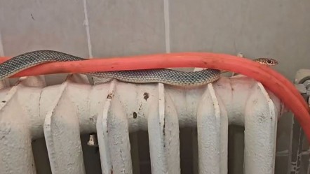 Restoranın tuvaletinden yılan çıktı! Ekipler teyakkuza geçti - Yaşam