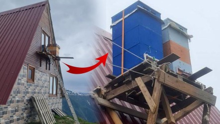 Arıları için kıvrak zekasını konuşturdu! "Başka çare yok" dedi, çözümü böyle buldu - Yaşam