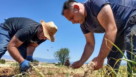 Kastamonu'dan dünyaya yayılıyor… Üretici fiyatından memnun! “Bol kazançlı bir sezon olacak” - Ekonomi