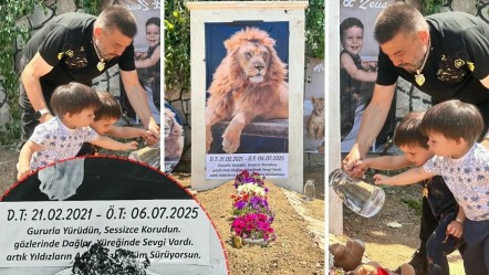 Türkiye'nin konuştuğu aslan için temsili mezar! Sahibi şiir bile yazdı: Nereye baksam Zeus'u görüyorum - Yaşam