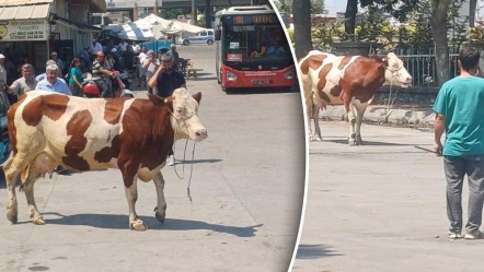 Mezbahadan kaçtı, ortalığı birbirine kattı! Otogarda 4 uyuşturucu iğneyle yakalandı - 3. Sayfa