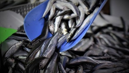 7.4 milyon dolar kazandık! Türkiye'den 19 ülkeye hamsi ihracı - Ekonomi