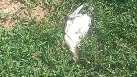 Başıboş köpekler dehşet saçtı! Çok sayıda hayvan telef oldu - Gündem