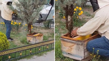 Binlerce arı şehir merkezini istila etti! Vatandaşlar büyük panik yaşadı - Gündem