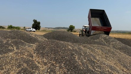 Kuraklık vurdu, hasat 20 gün erken başladı! Verim yüzde 50 düştü - Gündem