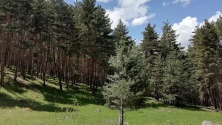 Valilik duyurdu! Ardahan'da bunları yapmak yasaklandı - Gündem