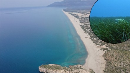 Akdeniz yok olma tehlikesiyle karşı karşıya! "Eğer onları kaybedersek..." - Yaşam