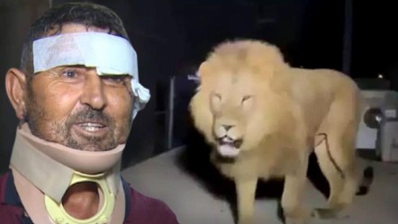 Aslan saldırısına uğrayan Süleyman Kır taburcu oldu: Sinek ısırmasın dedim aslan ısırdı... - Yaşam