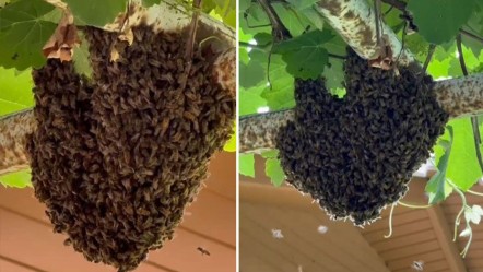 Evi arılar bastı, anne 'tencere kapaklarını' devreye soktu - Yaşam