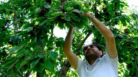 Hasat başlasa da yüzler gülmedi! Don vurdu, markette kilosu 300 liraya çıktı - Ekonomi