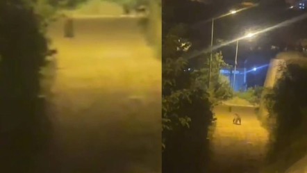 Bu görüntü Karşıyaka'da kaydedildi! Bir anda sokak köpeklerinin yanında belirdi: Görenler gözlerine inanamadı - Gündem