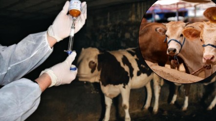 "Çok daha tehlikeli ve ölümcül!" Şap hastalığına karşı kritik uyarı... - Yaşam