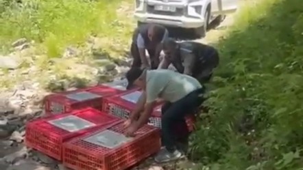 Mücadele timleri iş başında! Bursa'da 1.400 kınalı keklik göreve başladı - Yaşam