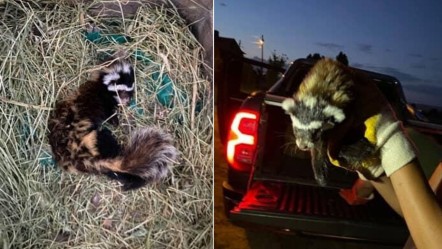 Nesli tükenme altında, köpeklerin pençesinden kurtarıldı! Türkiye'de çok az sayıda var - Yaşam