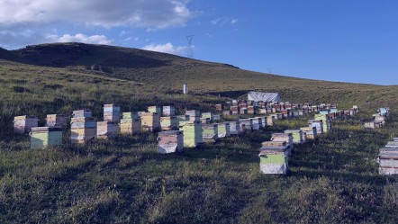15 Haziran sonrası kabusları oldu... 400 ton kayıp var! Bir meslek bitme noktasında - Yaşam